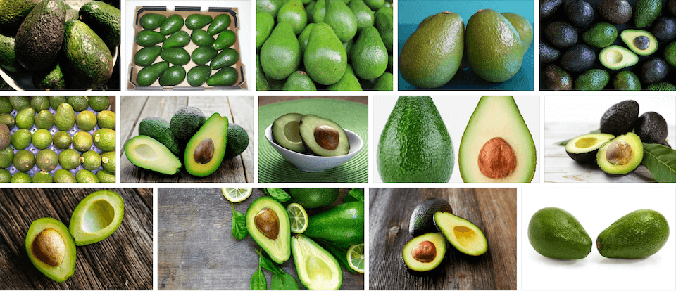Cold Hardy Avocados List