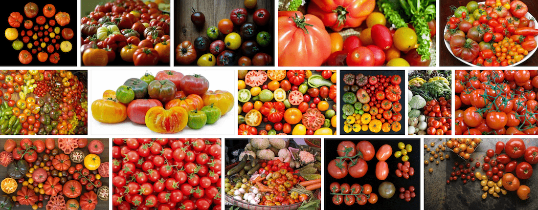 Disease Resistant Tomatoes