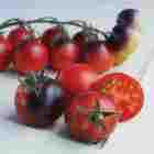 https://www.totallytomato.com/PIM/00364/Indigo+Collection+Tomato+Seeds.jpg