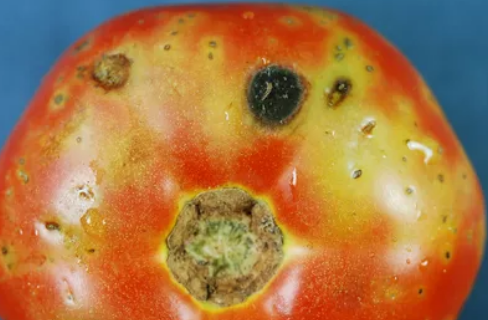 Comprehensive Disease Resistant Tomatoes List