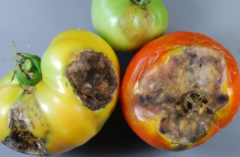 Comprehensive Disease Resistant Tomatoes List