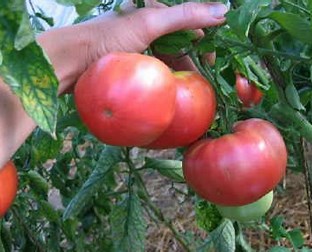 Image result for Fedco Tomato Seeds