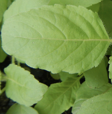 A close-up of a leaf
Description automatically generated with medium confidence