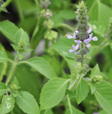 A close up of a plant
Description automatically generated with low confidence