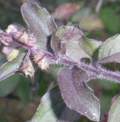 Close up of a purple flower
Description automatically generated with medium confidence