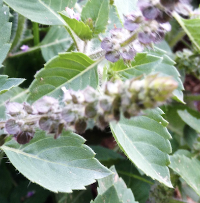 A picture containing outdoor, plant, green, leaf
Description automatically generated