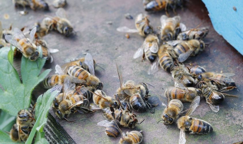 bee population decline, honeybee health, pollinator decline, pesticide impact on bees, bee colony collapse, neonicotinoid toxicity, bee health crisis, saving pollinators, protecting bees, beekeeping sustainability