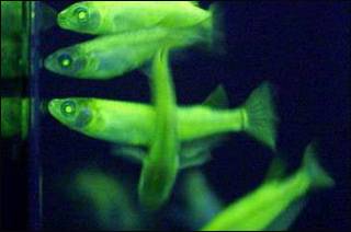 http://www.viewzone.com/morgellons.glowfish.jpg