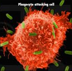 http://www.viewzone.com/morgellons.phagocyte.jpg