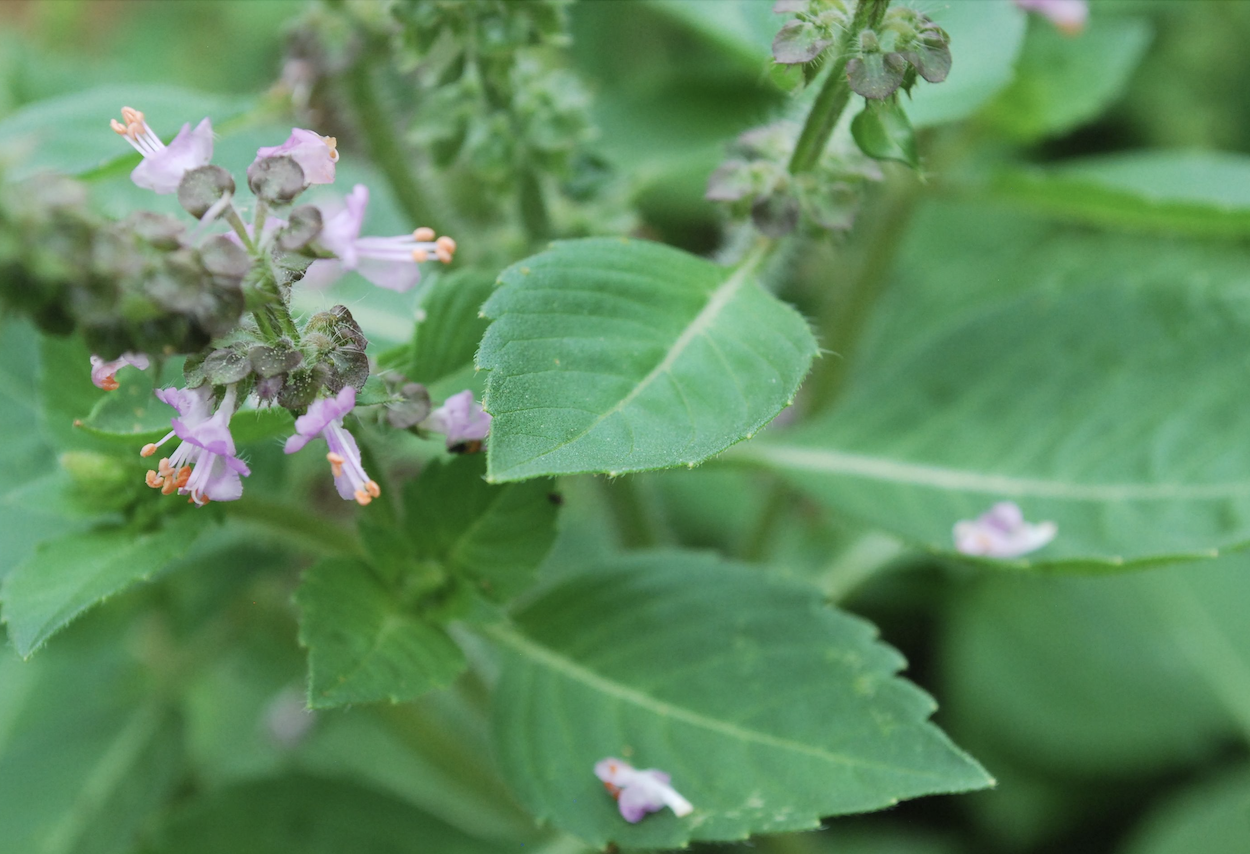 Holy Basil Tulsi Tea Ocimum sanctum Ocimum gratissimum