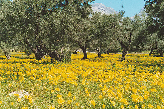 olive biodiesel, biofuel, renewable energy, sustainable agriculture, energy independence, CO2 negative, oil depletion, food security, olive trees, green energy, biodiesel production, climate change, ecological sustainability, alternative energy sources